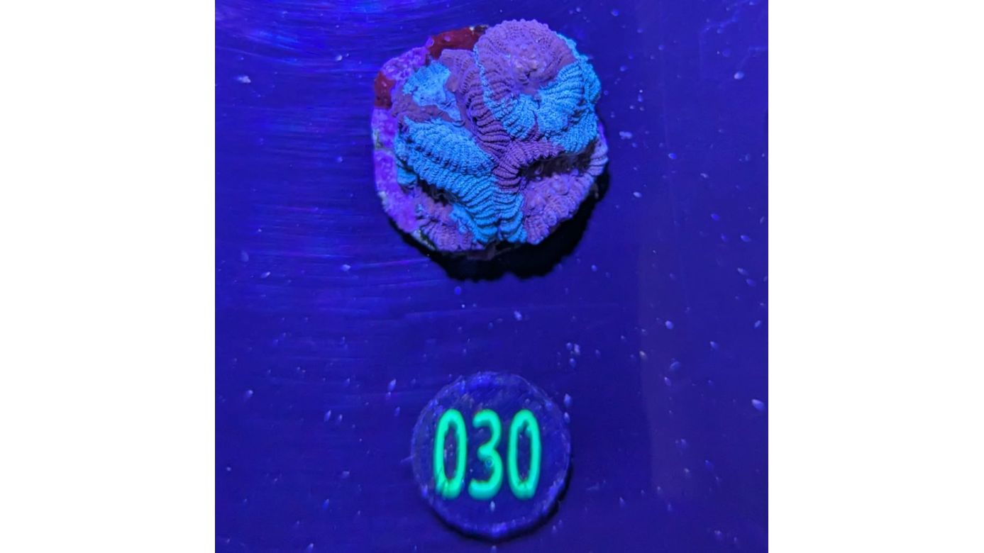 Favia sp. - Hirnkoralle Blue Inked Deutsche Nachzucht 0030