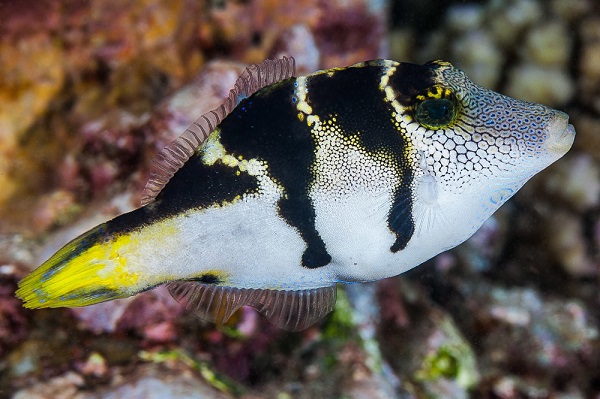 Paraluteres prionurus - Schwarzsattel-Feilenfisch