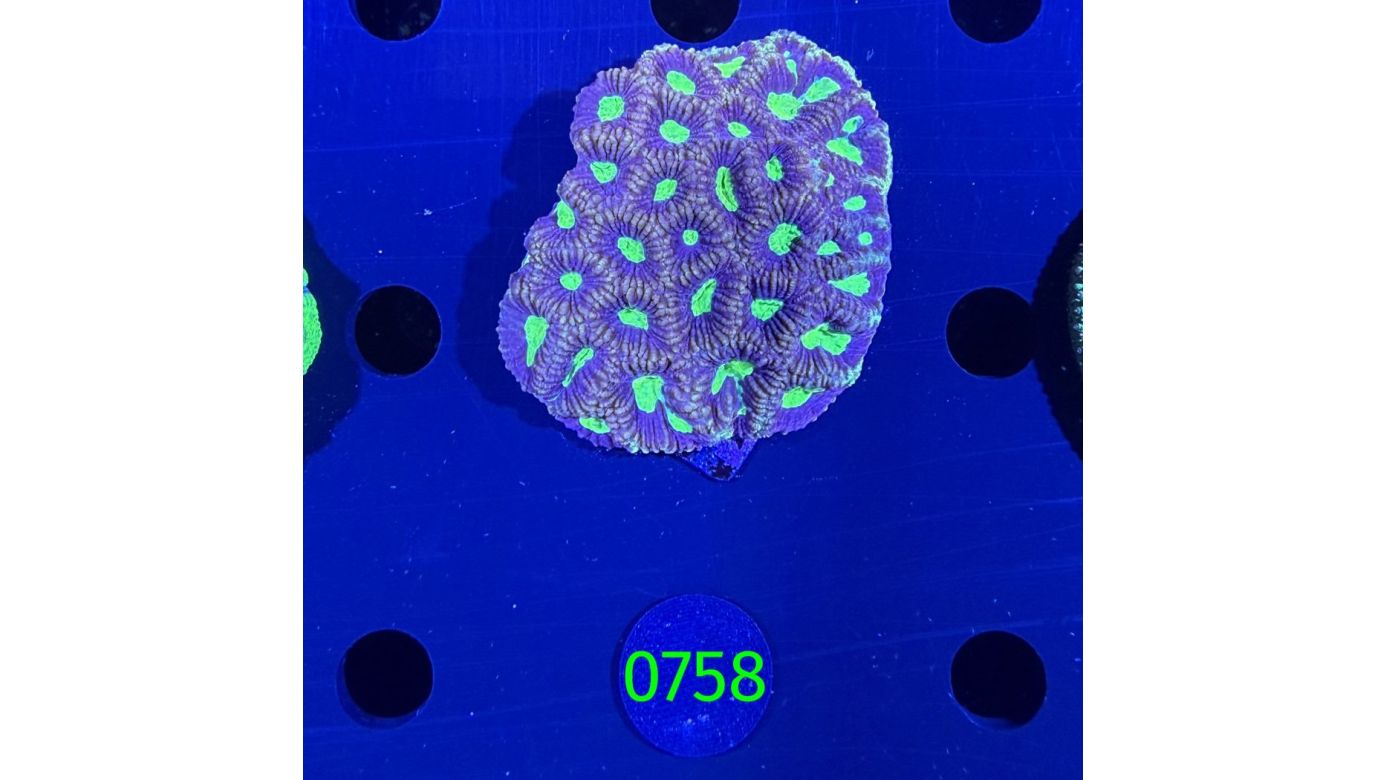 Favites sp. WYSIWYG 0758