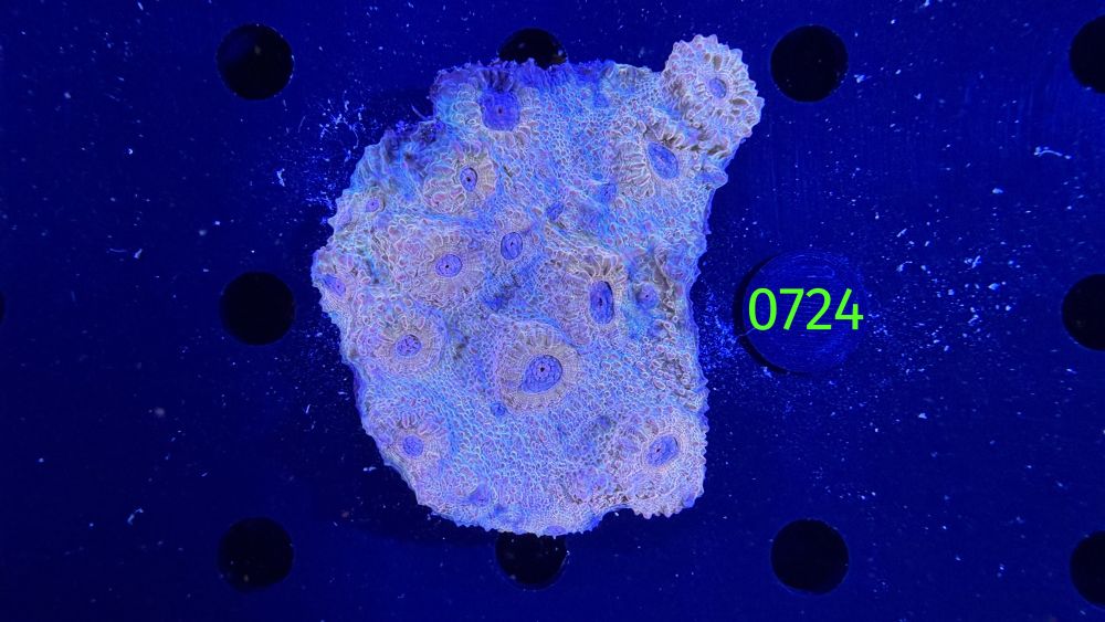 Echinophyllia/Chalice WYSIWYG 0724