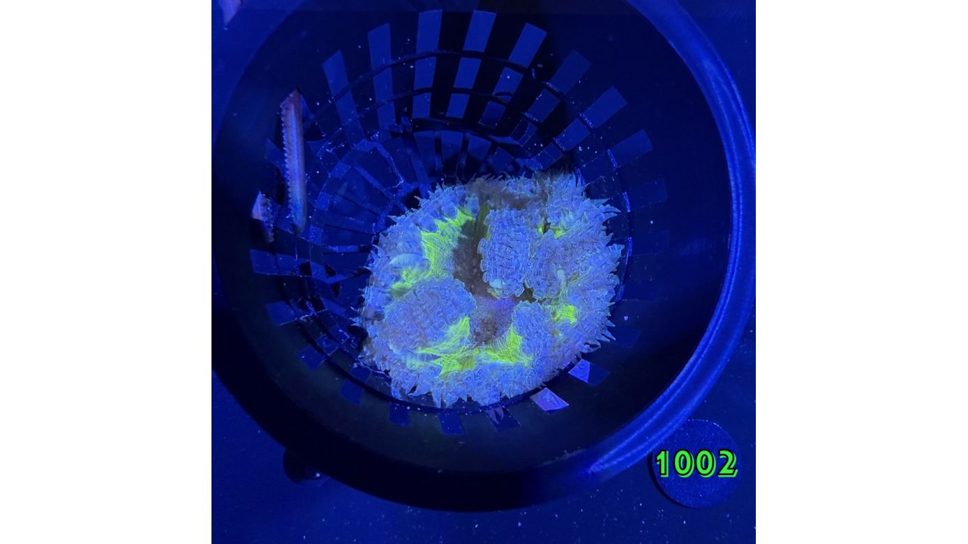 Phymanthus crucifer - Perlenanemone WYSIWYG 1002