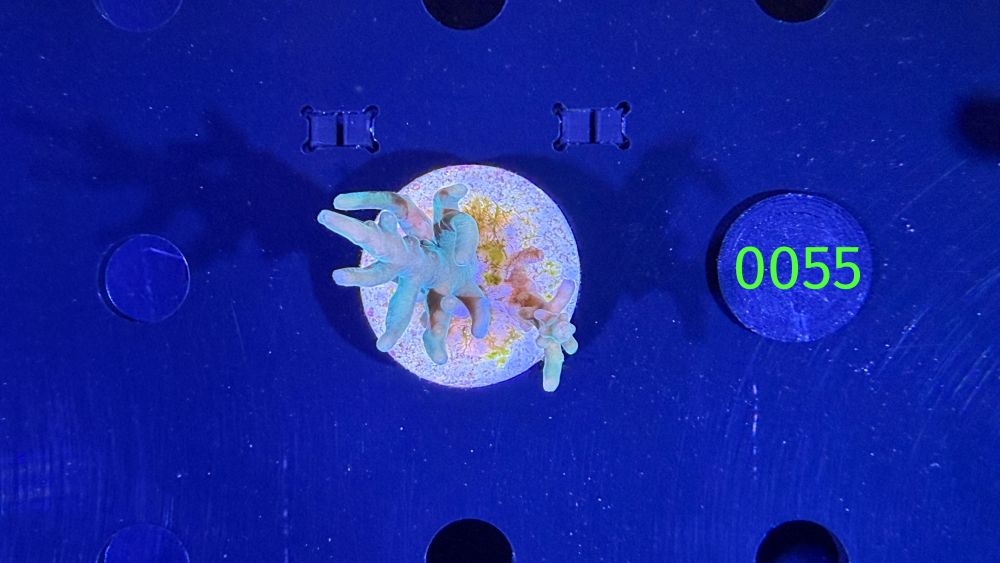 Acropora echinata - Steinkoralle "Blau" DNZ 0055