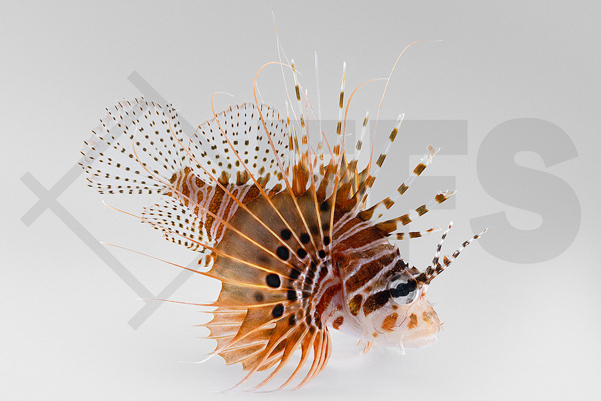 Pterois antennata - Antennen-Feuerfisch