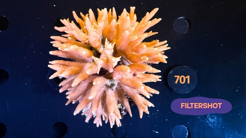 Seriatopora sp. WYSIWYG 0701