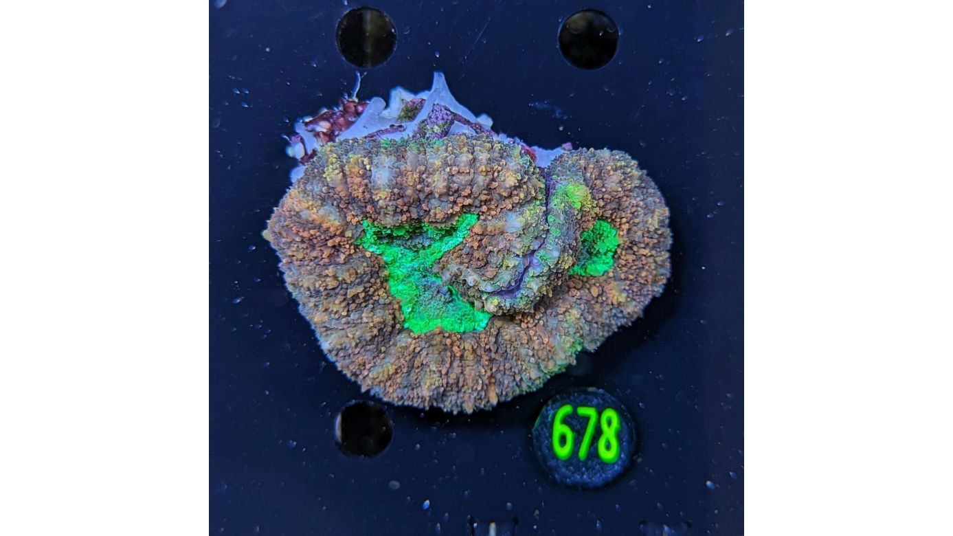 Symphyllia WYSIWYG 0678