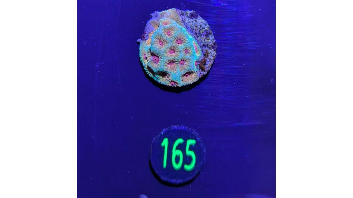 Favia sp. - Mondkoralle Fascination Deutsche Nachzucht 0165