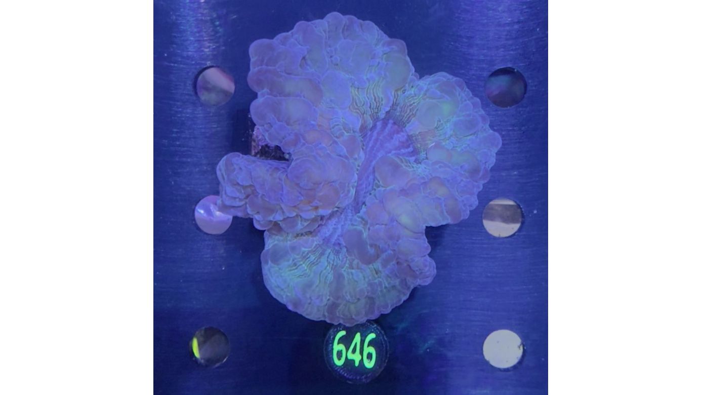 Cynarina lacrymalis WYSIWYG 0646