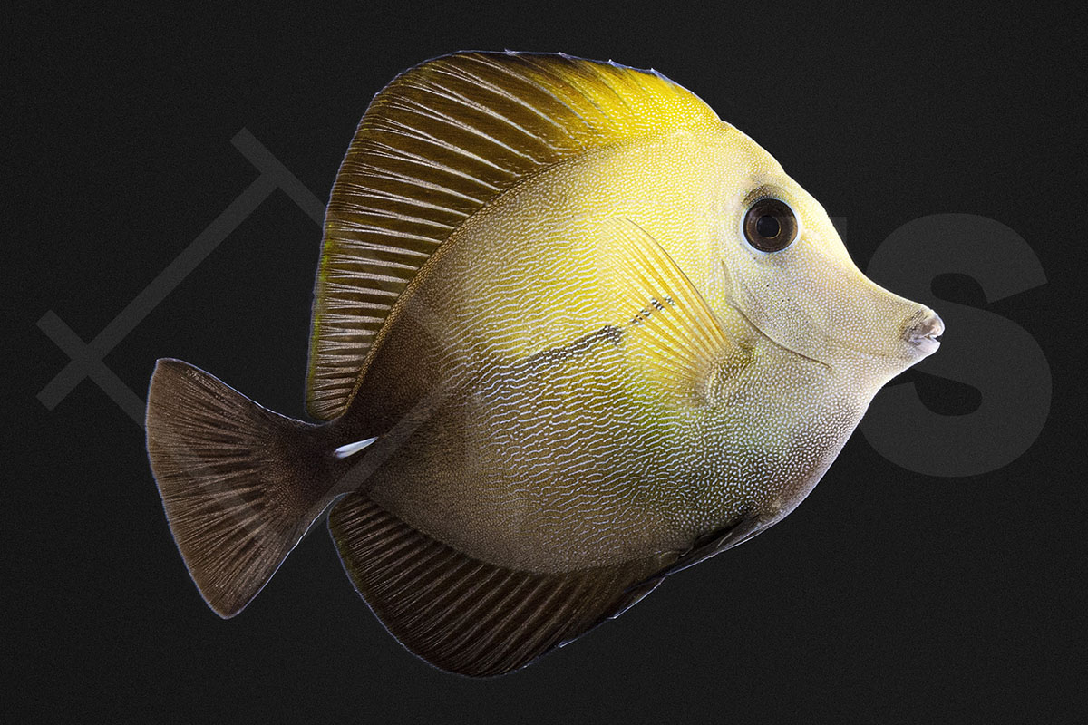 Zebrasoma scopas - Brauner Segelflossen Doktorfisch