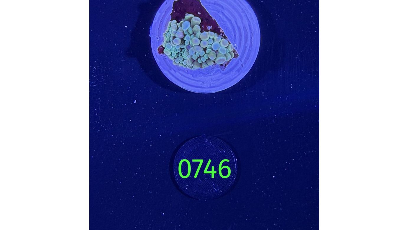 Ricordea sp. WYSIWYG 0746