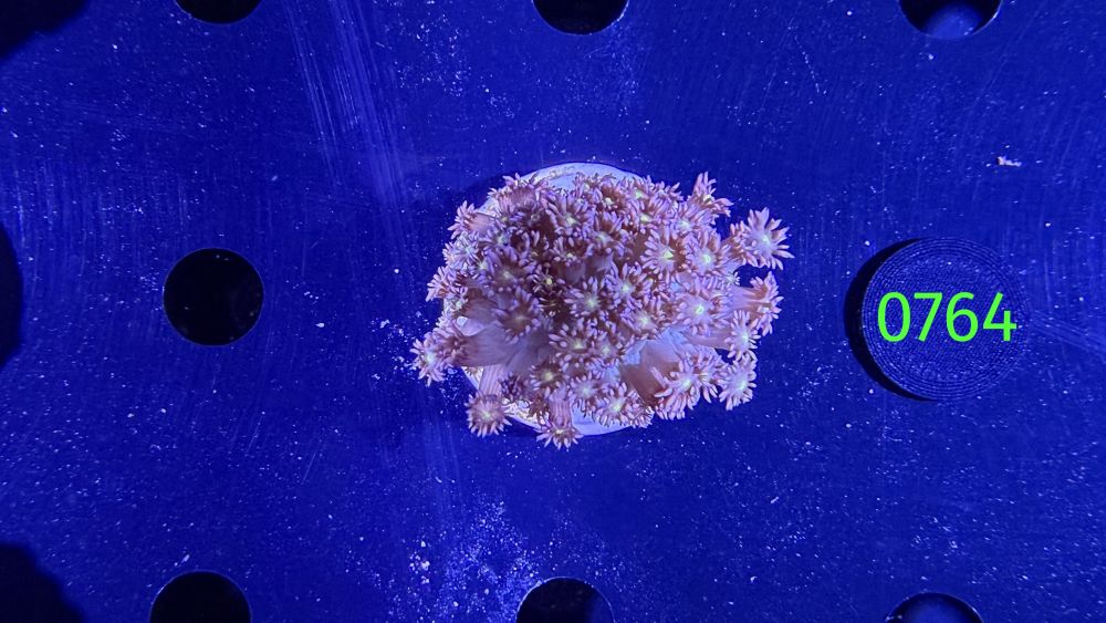 Goniopora sp. WYSIWYG 0764
