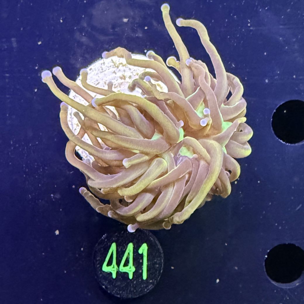 Euphyllia glabrescens - Fackelkoralle Torch "NYK" 1 Kopf 0441
