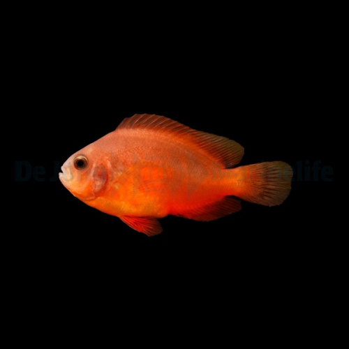 Amphiprion Ephippium - Glühkohlen Anemonenfisch