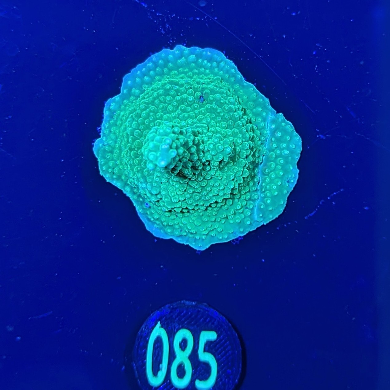 Acropora sp. Sour Patch - Deutsche Nachzucht 0085