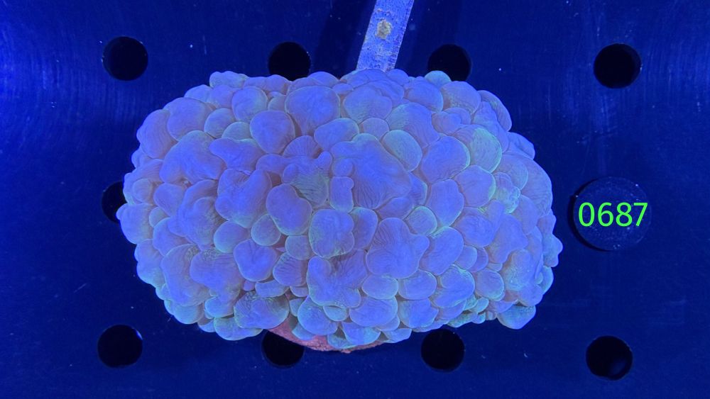 Plerogyra sinuosa - Blasenkoralle WYSIWYG 0687