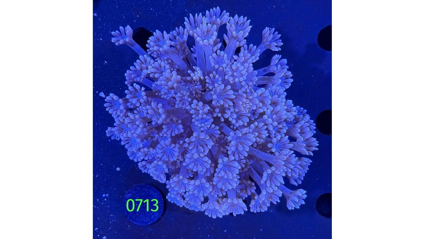 Alveopora sp. WYSIWYG 0713