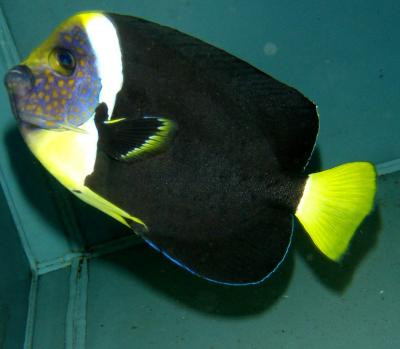 Chaetodontoplus personifer - Australischer Samtkaiserfisch (weiblich)