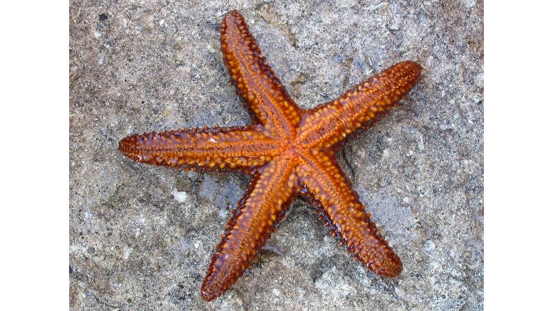 Echinaster spinulosus - Roter Karibik Seestern