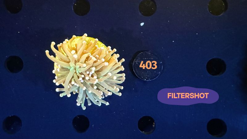 Euphyllia glabrescens - Fackelkoralle Torch 1 Kopf 0403