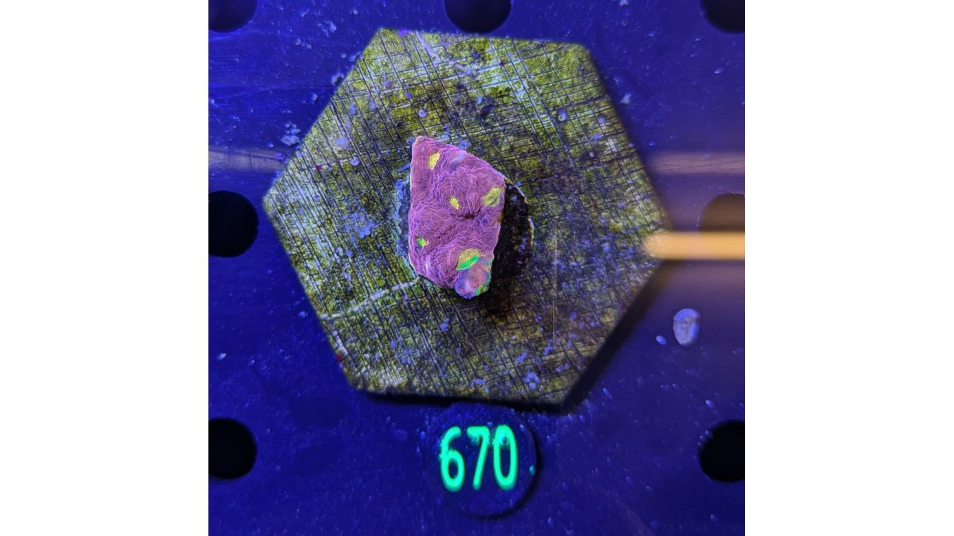 Echinophyllia/Chalice WYSIWYG 0670