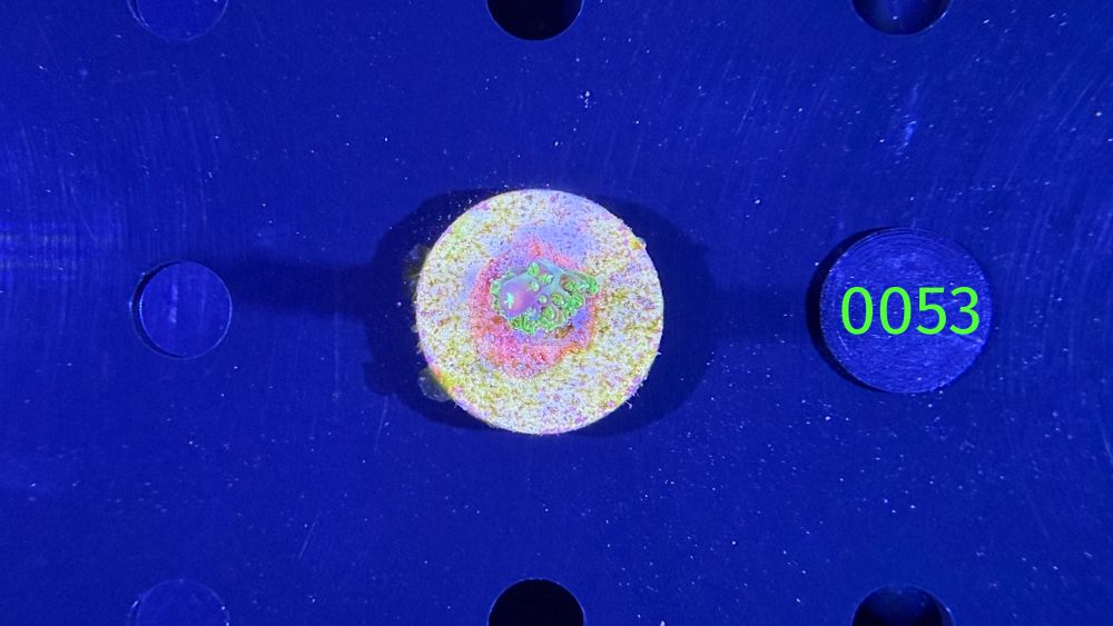 Acropora sp. - Steinkoralle "Mango Garden" DNZ 0053