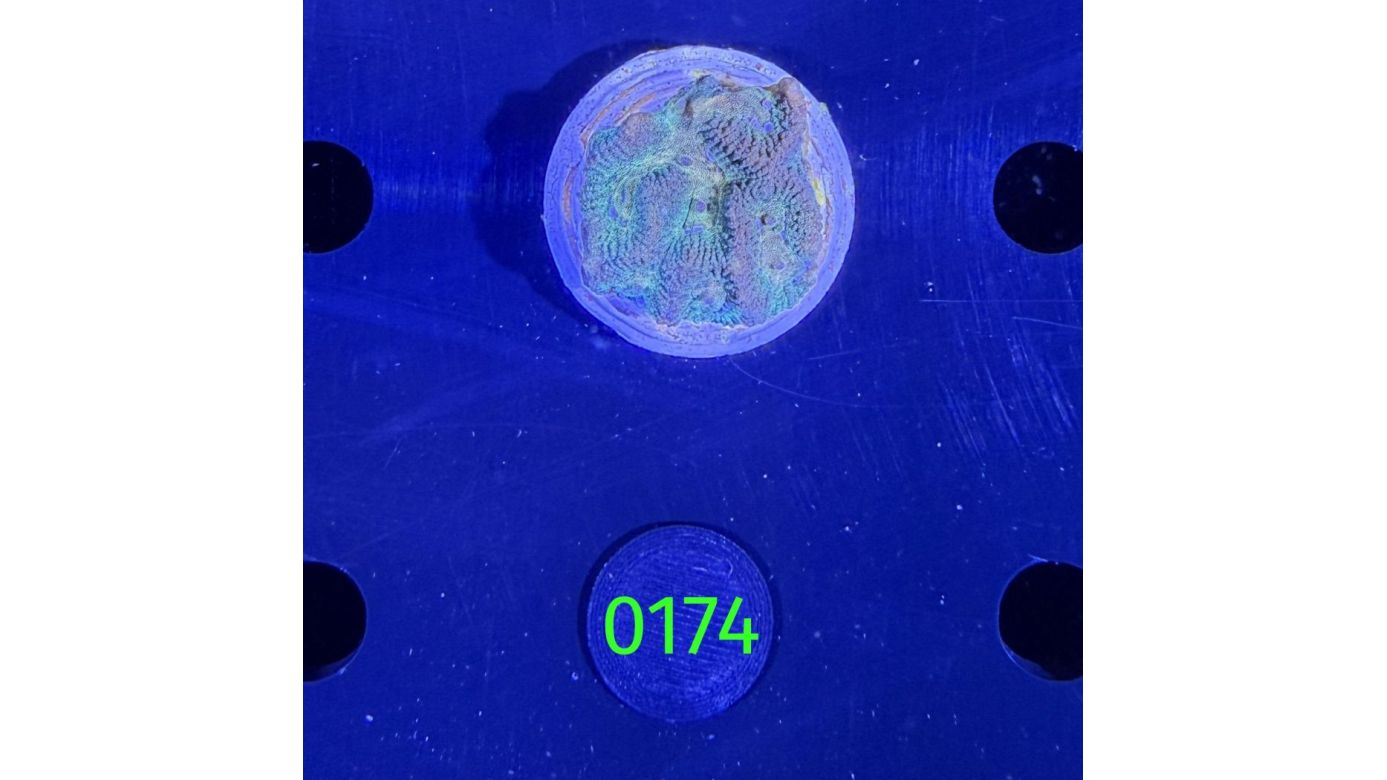 Playgyra sp. - Großpolypige Steinkoralle Deutsche Nachzucht 0174