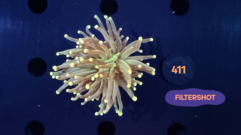 Euphyllia glabrescens - Fackelkoralle Torch 0411