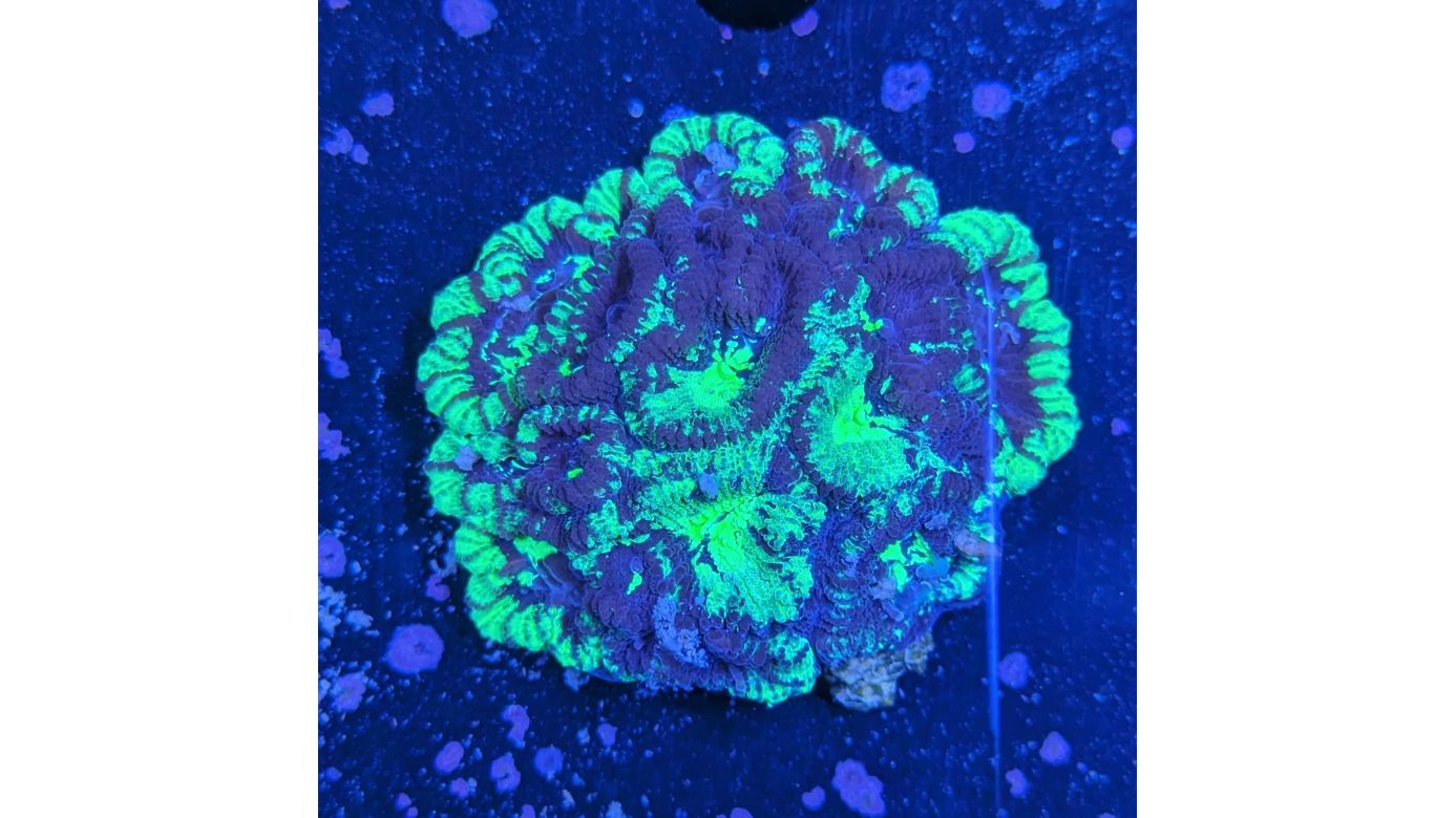 Favia sp. - Hirnkoralle Speckled Radiation Deutsche Nachzucht 0027
