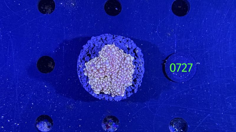 Ricordea sp. WYSIWYG 0727