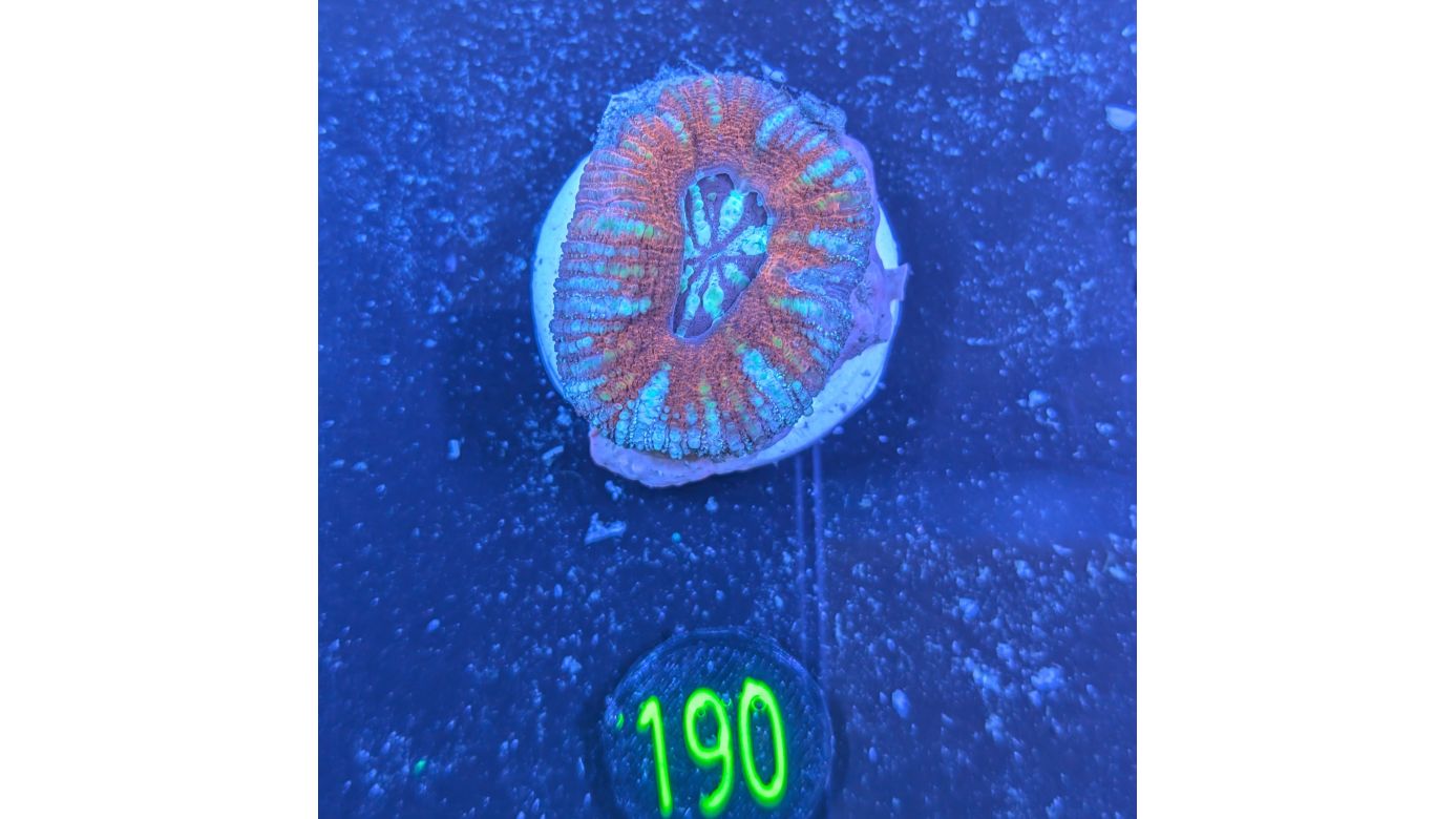 Lobophyllia sp. 0190