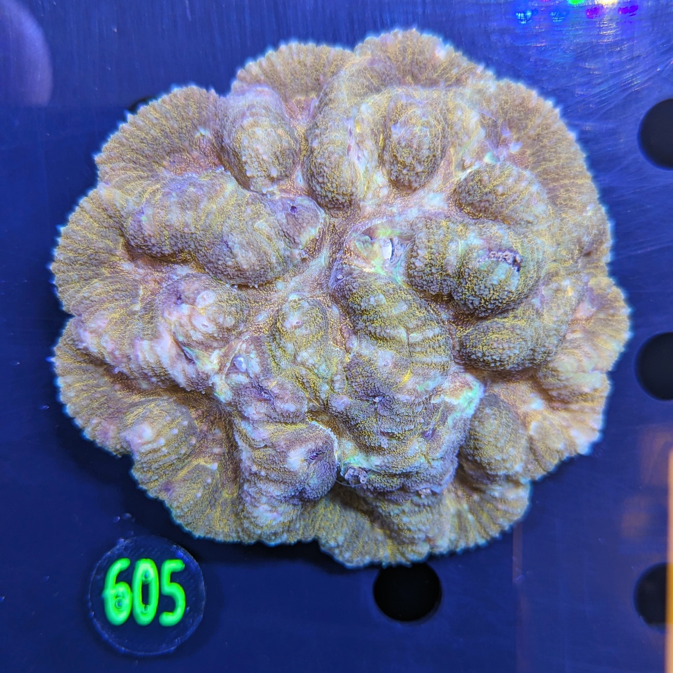 Lobophyllia symp. WYSIWYG 0605