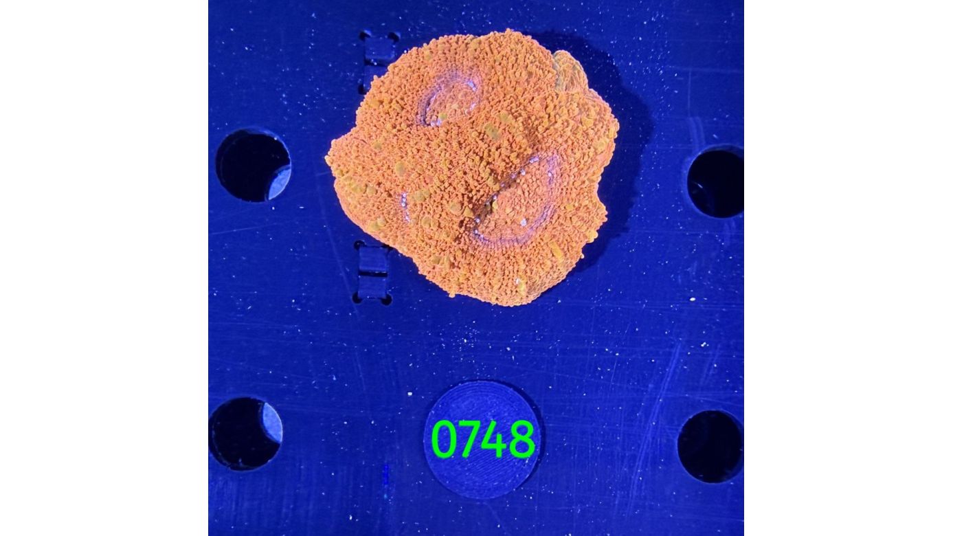 Acanthastrea bowerbanki Aussi WYSIWYG 0748