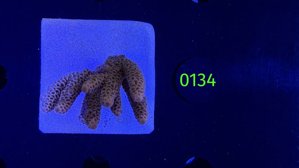 Acropora sp. WYSIWYG 0134