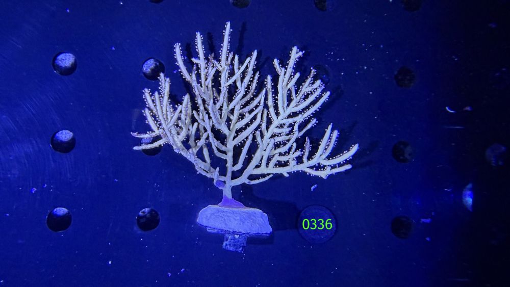 Pterogorgia citrina - gelbe Gorgonie WYSIWYG 0336