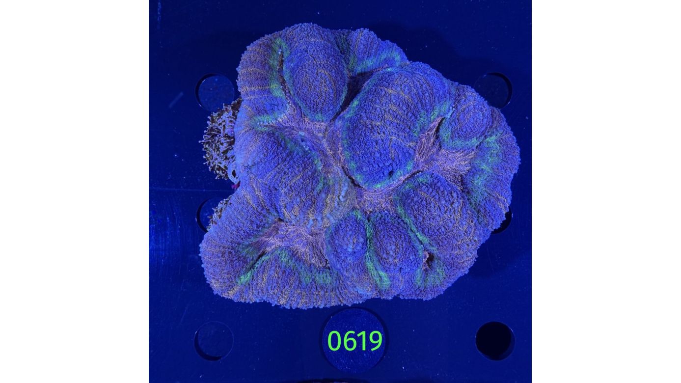 Symphyllia sp. WYSIWYG 0619