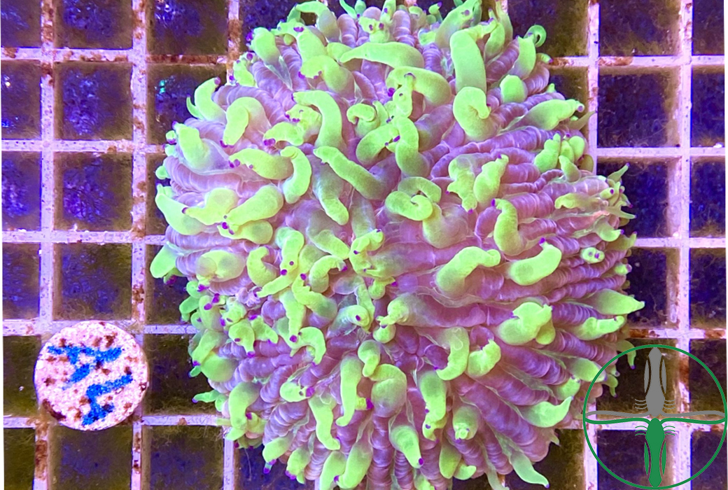 Fungia Multicolor - Pilzkoralle WYSIWYG 052 Fungia Multicolor - Pilzkoralle WYSIWYG 052