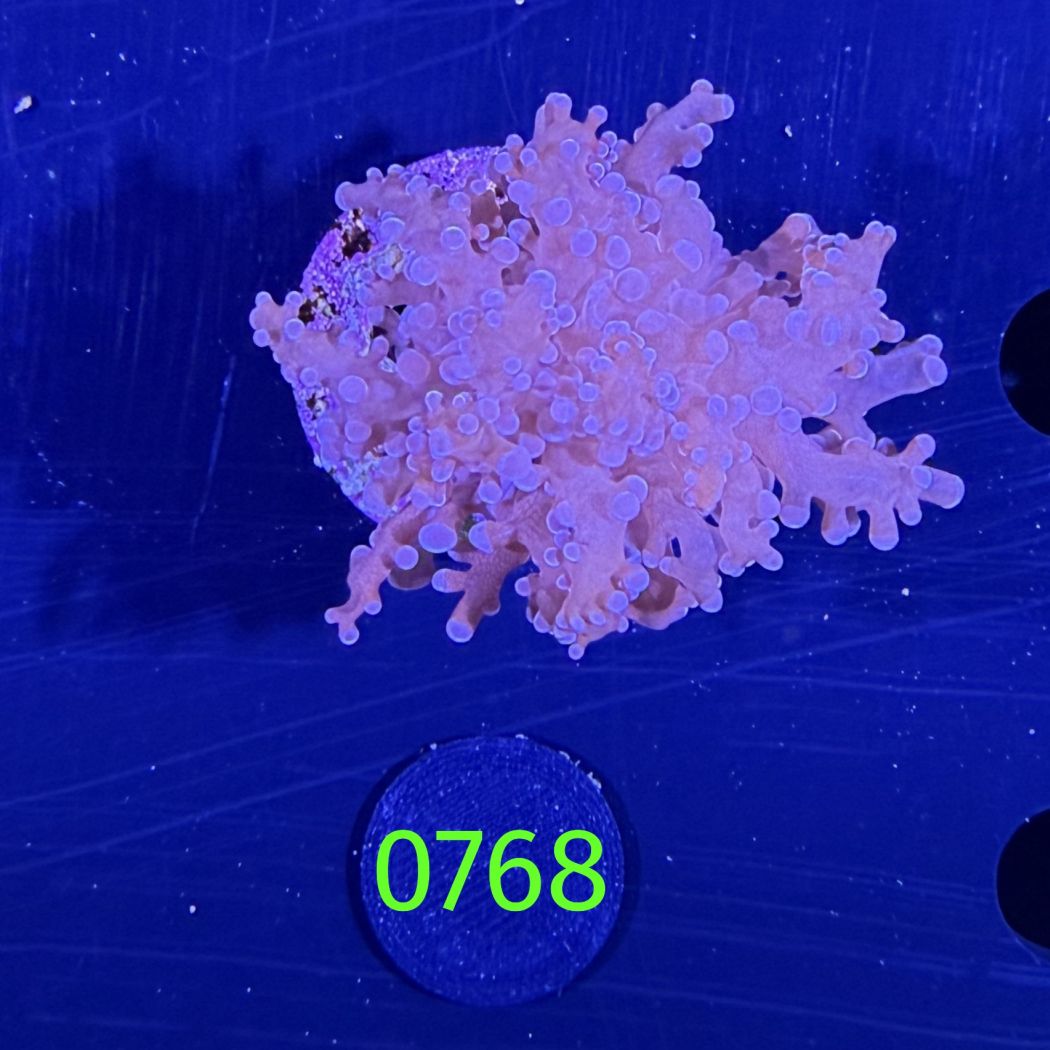 Euphyllia divisa aussi WYSIWYG 0768