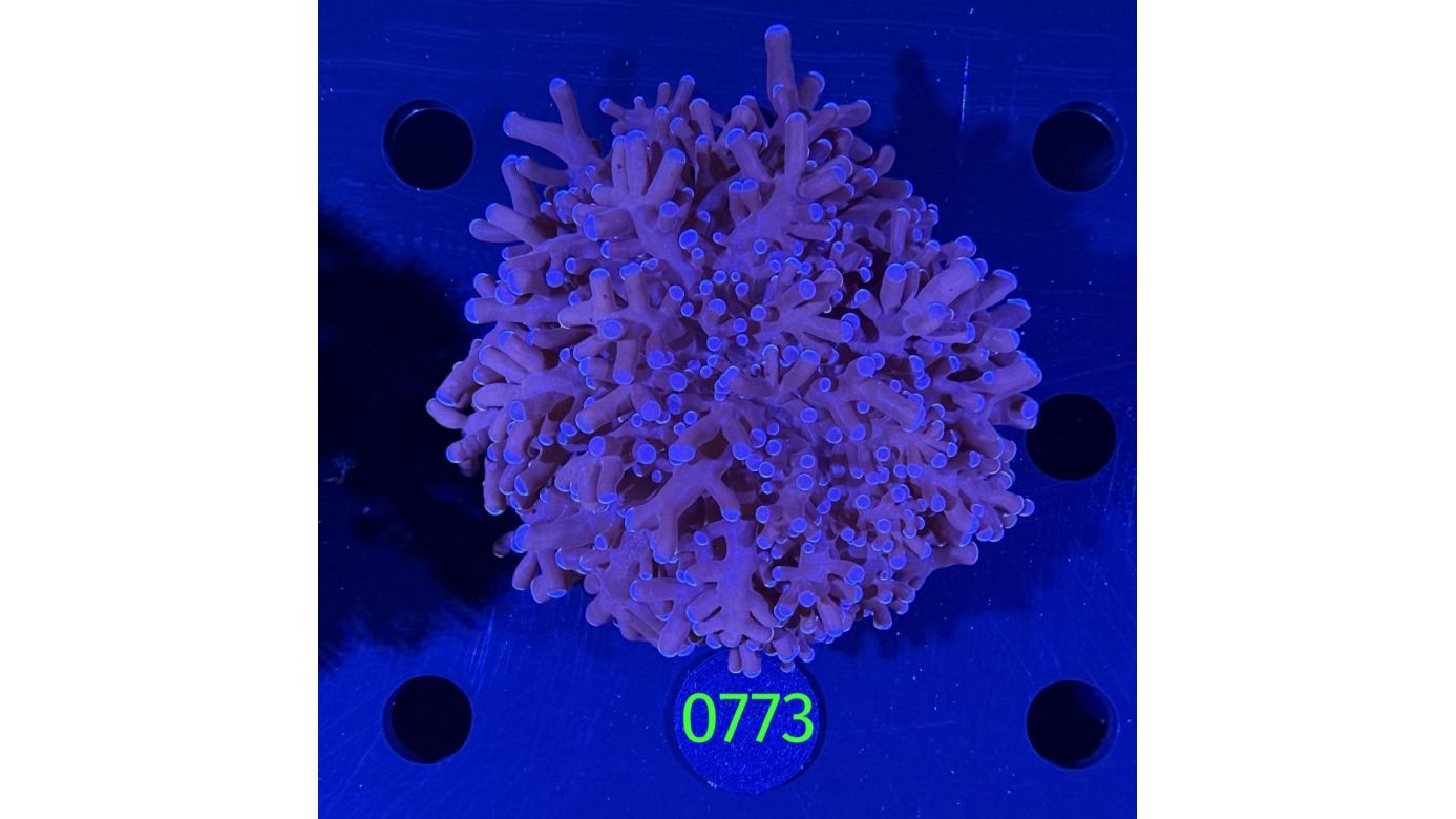 Euphyllia divisa aussi WYSIWYG 0773