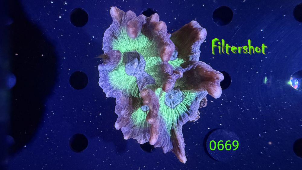 Pectinia sp. WYSIWYG 0669