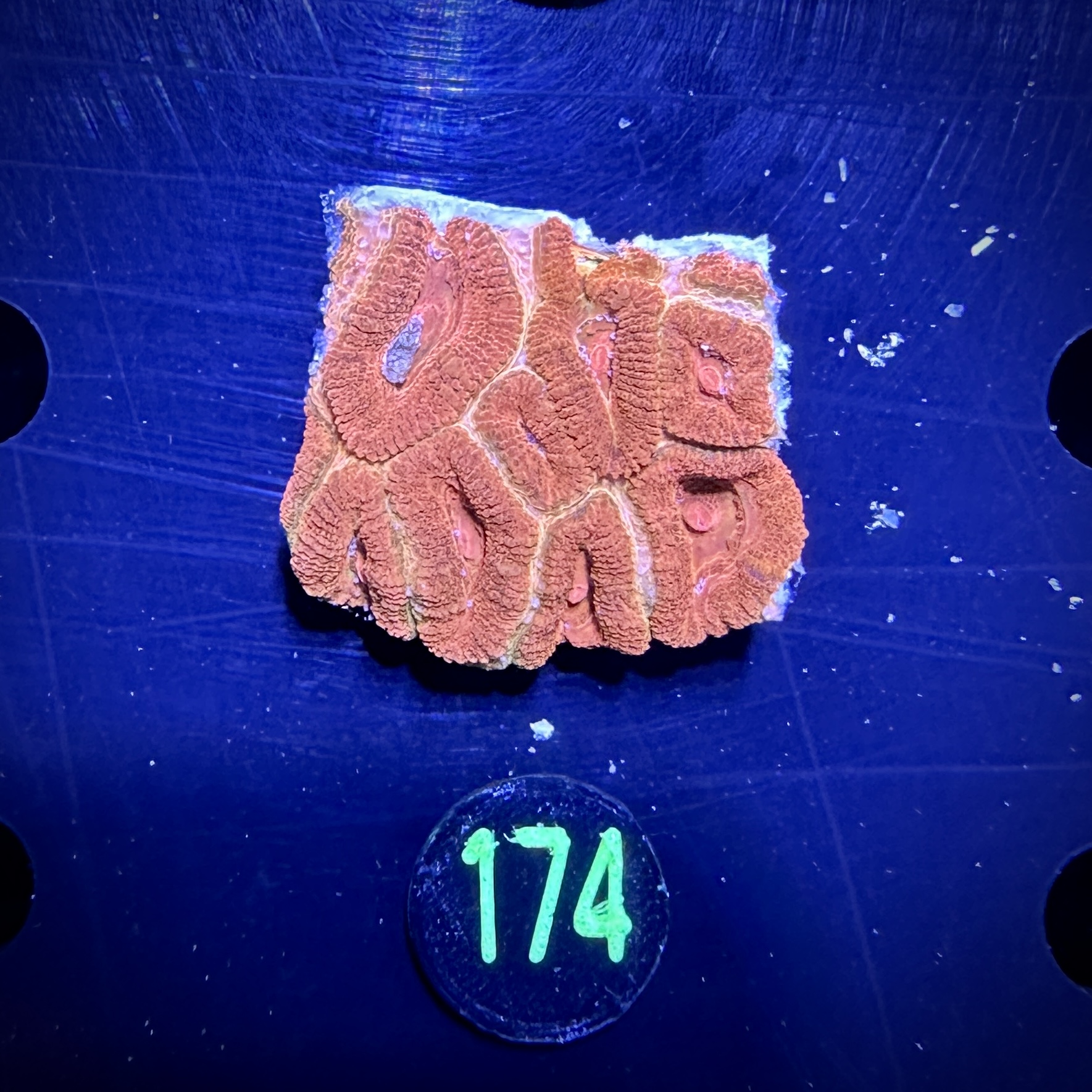 Acanthastrea lordhowensis -Ausi- 0174