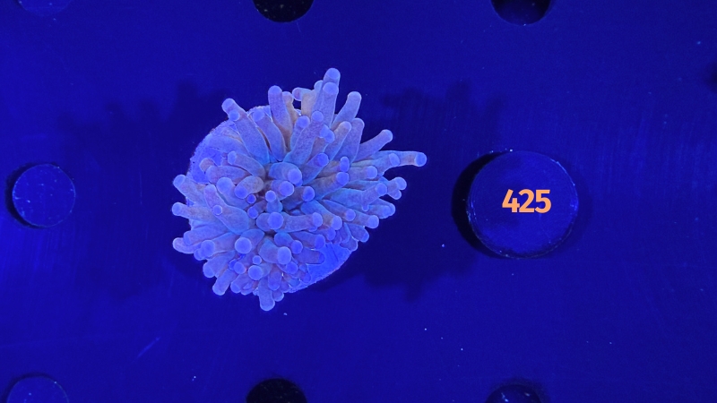 Euphyllia glabrescens - Fackelkoralle Torch 0425