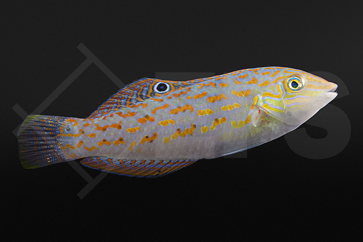 Halichoeres timorensis - Timor Lippfisch