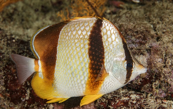 Chaetodon robustus - Ghana-Falterfisch