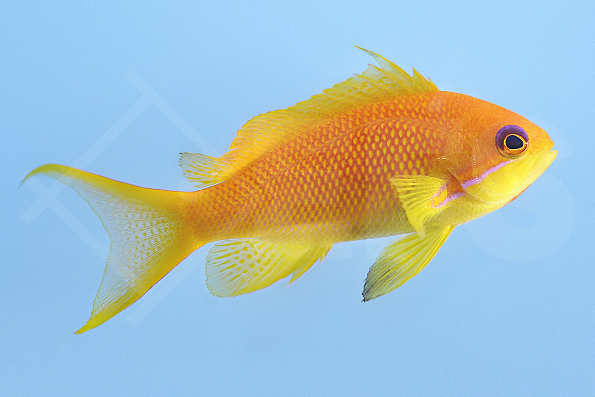 Pseudanthias squamipinnis - Juwelen Fahnenbarsch