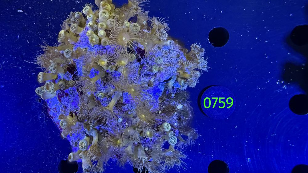 Parazoanthus sp. WYSIWYG 0759