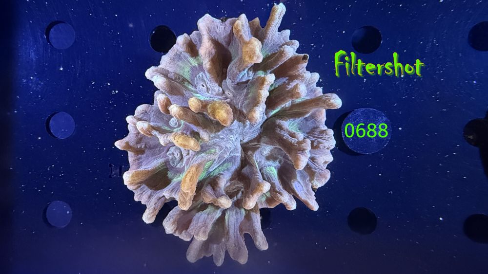 Pectinia sp. WYSIWYG 0688