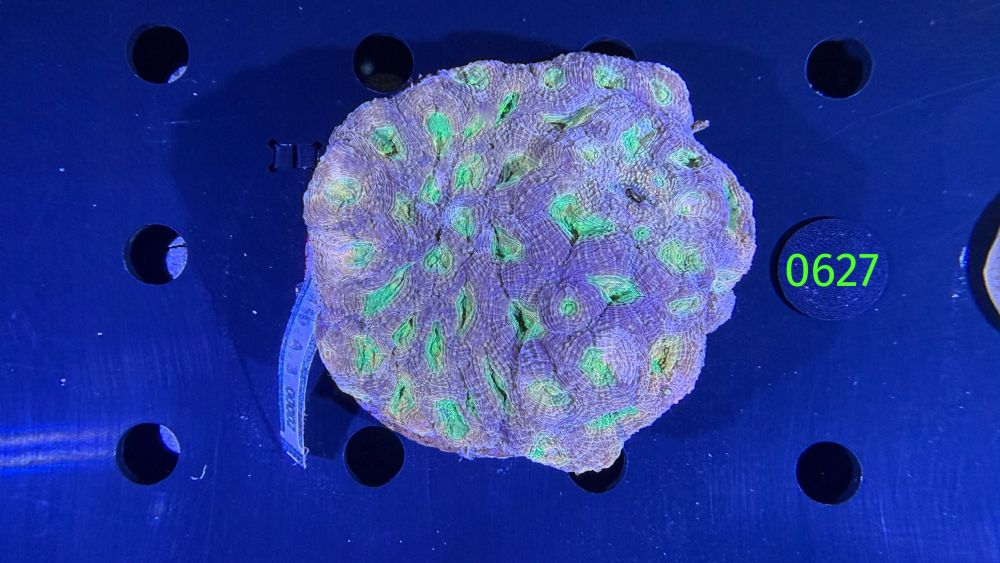 Acanthastrea sp. WYSIWYG 0627