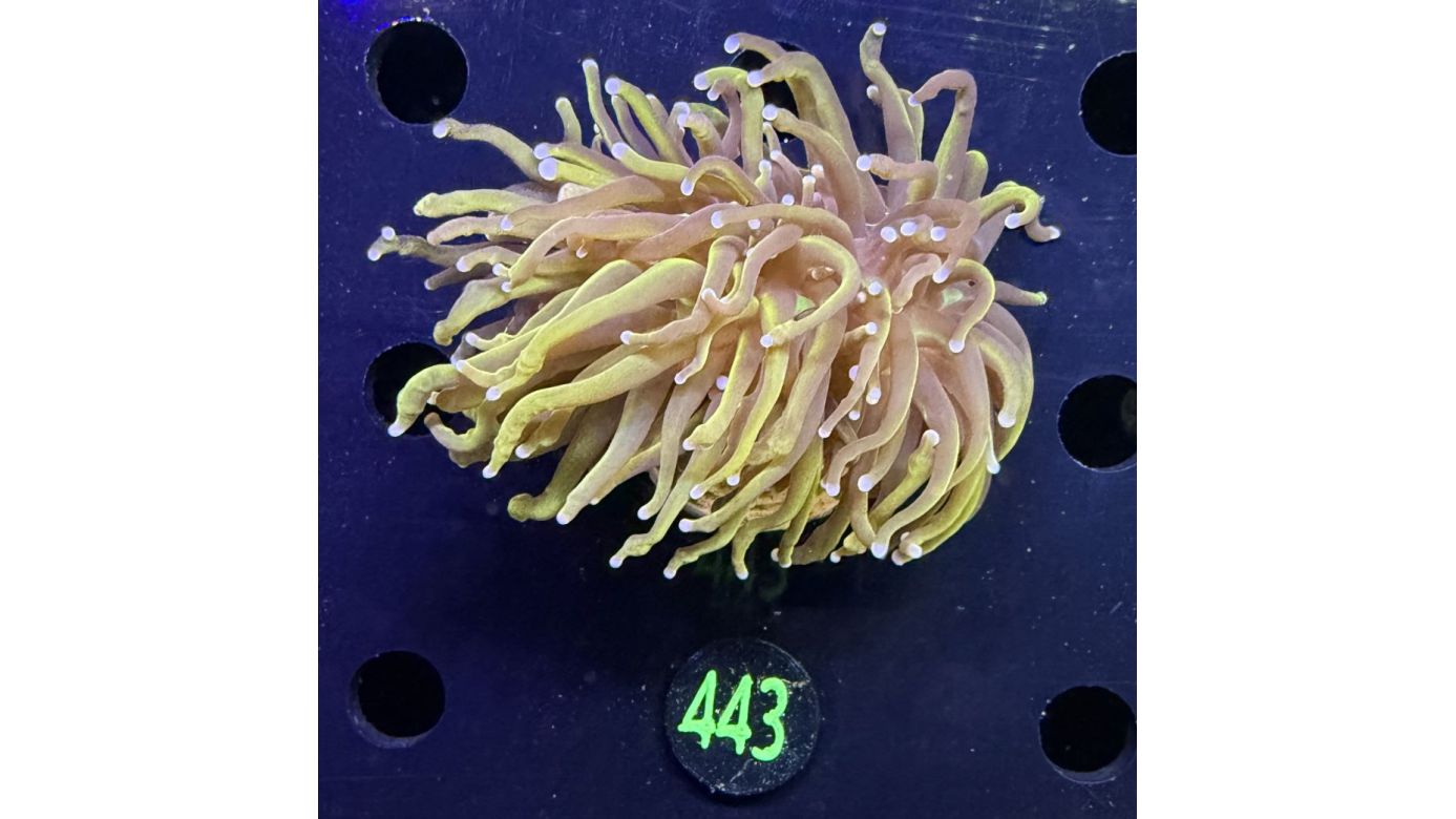 Euphyllia glabrescens - Fackelkoralle Torch "NYK" 2 Köpfe 0443