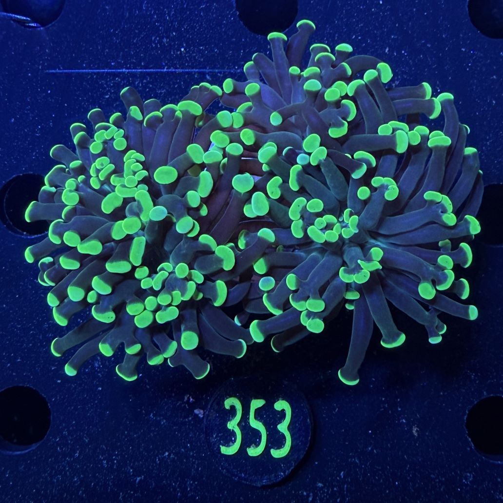 Euphyllia paraancora 2 Kopf "grün"  - Deutsche Nachzucht 0353