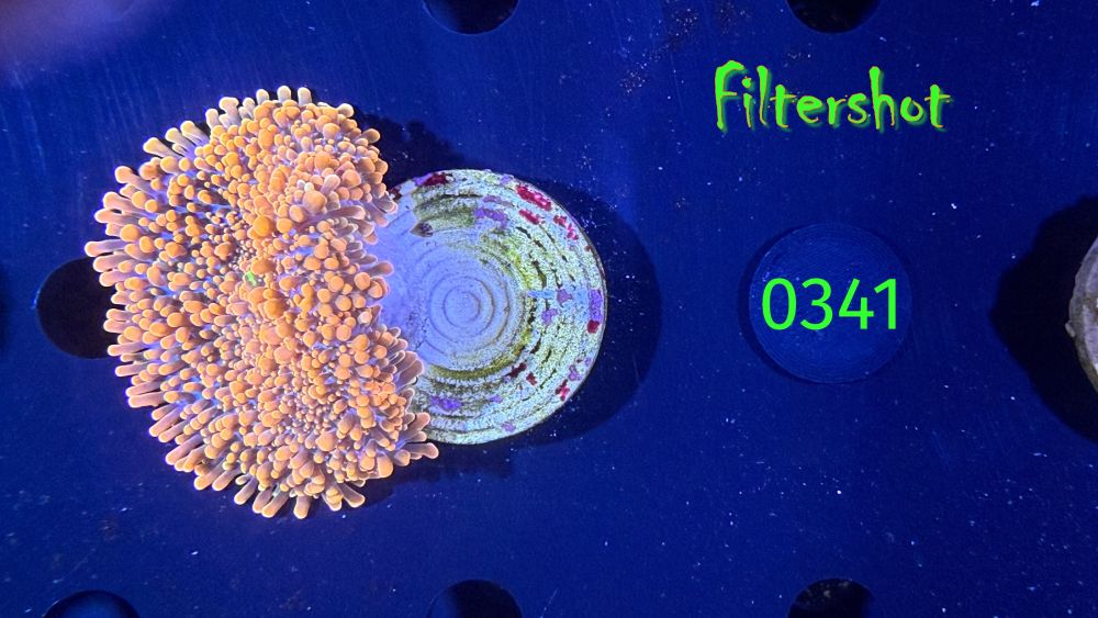 Ricordea yuma - Scheibenanemone "orange"DNZ 0341