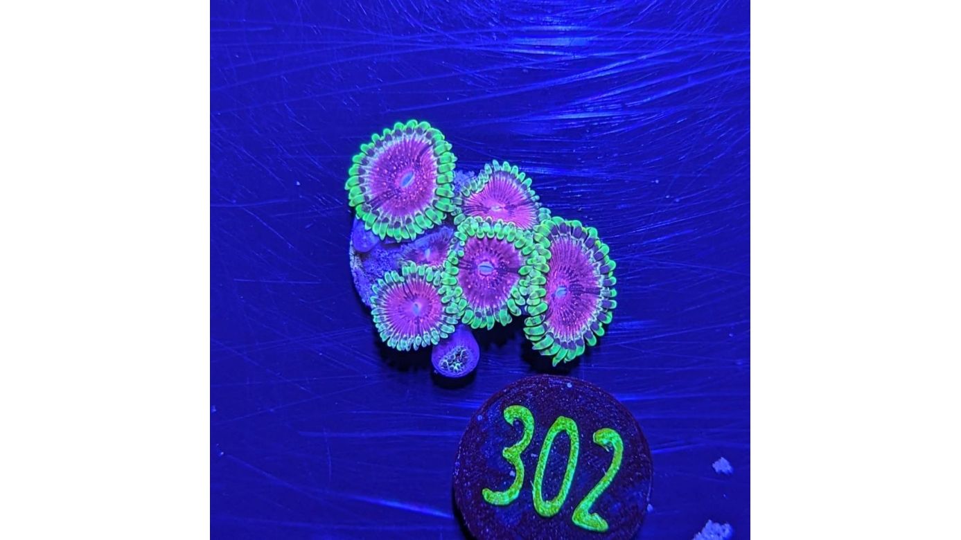 Zoanthus gigantus - Krustenanemone Purple Monster PlanktonPlus Nachzucht 0302